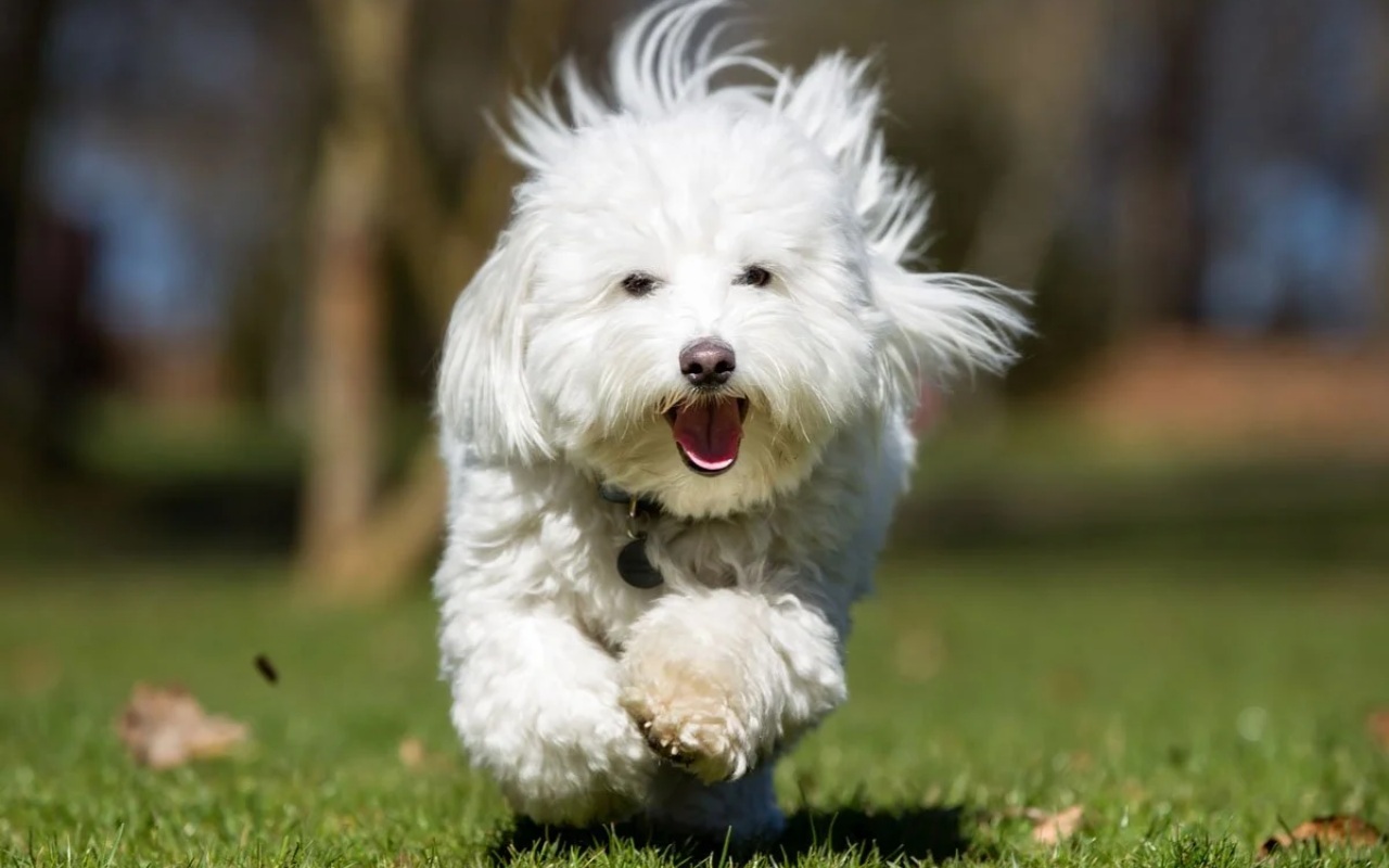 cagnolino che corre