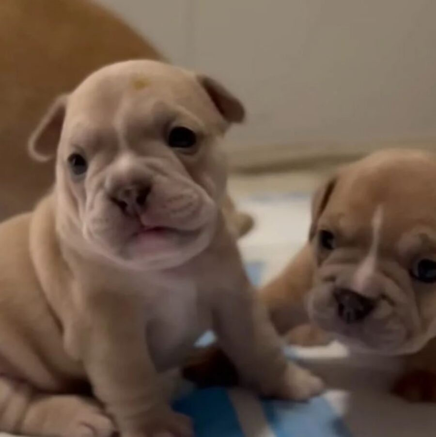 due cuccioli di bulldog