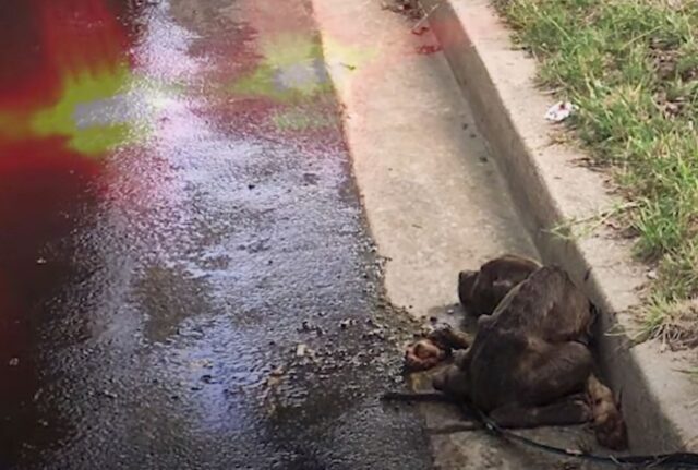 Non sembrava più neanche in vita, eppure il cane respirava ancora e voleva solo un po’ di pace