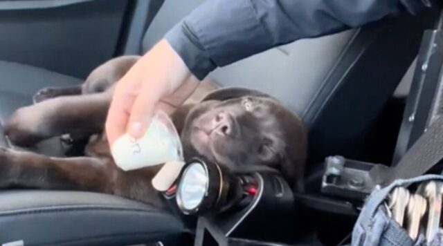 Cucciolo poliziotto premiato con un dolcetto in tazza: il video diventa virale