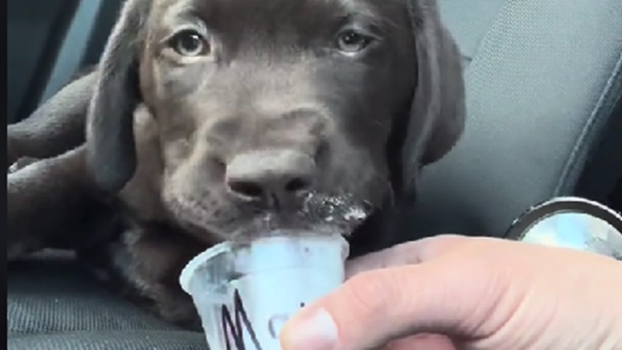 Cucciolo poliziotto con il dolcetto in tazza