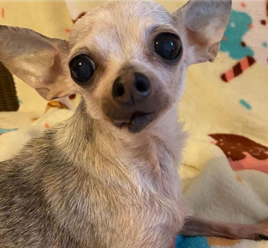 una cagnolina anziana