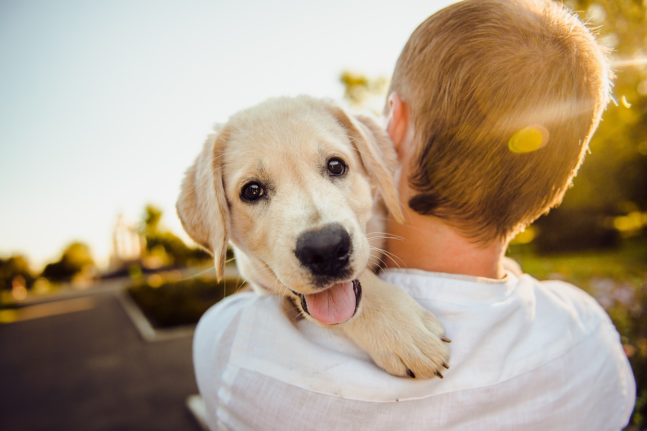 Cane in braccio al proprietario