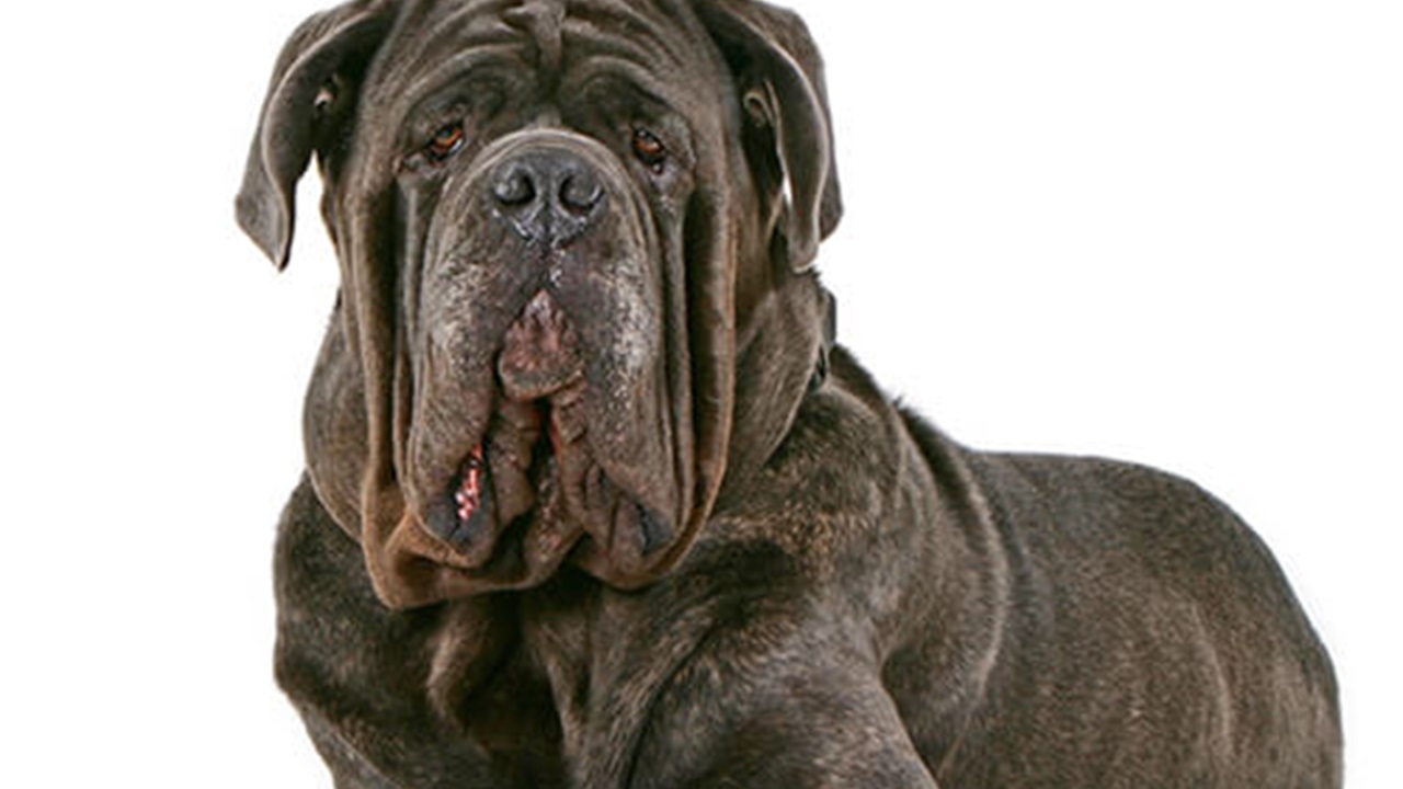 Cane di razza Mastino napoletano