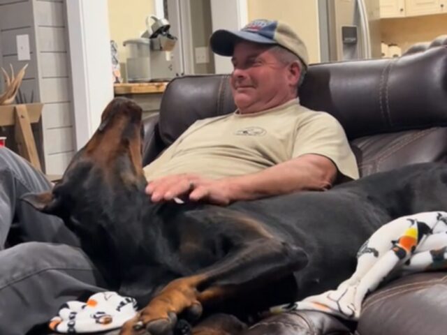 Il legame tra questo Dobermann e il suo papà è talmente particolare da sembrare frutto di un “addestramento”