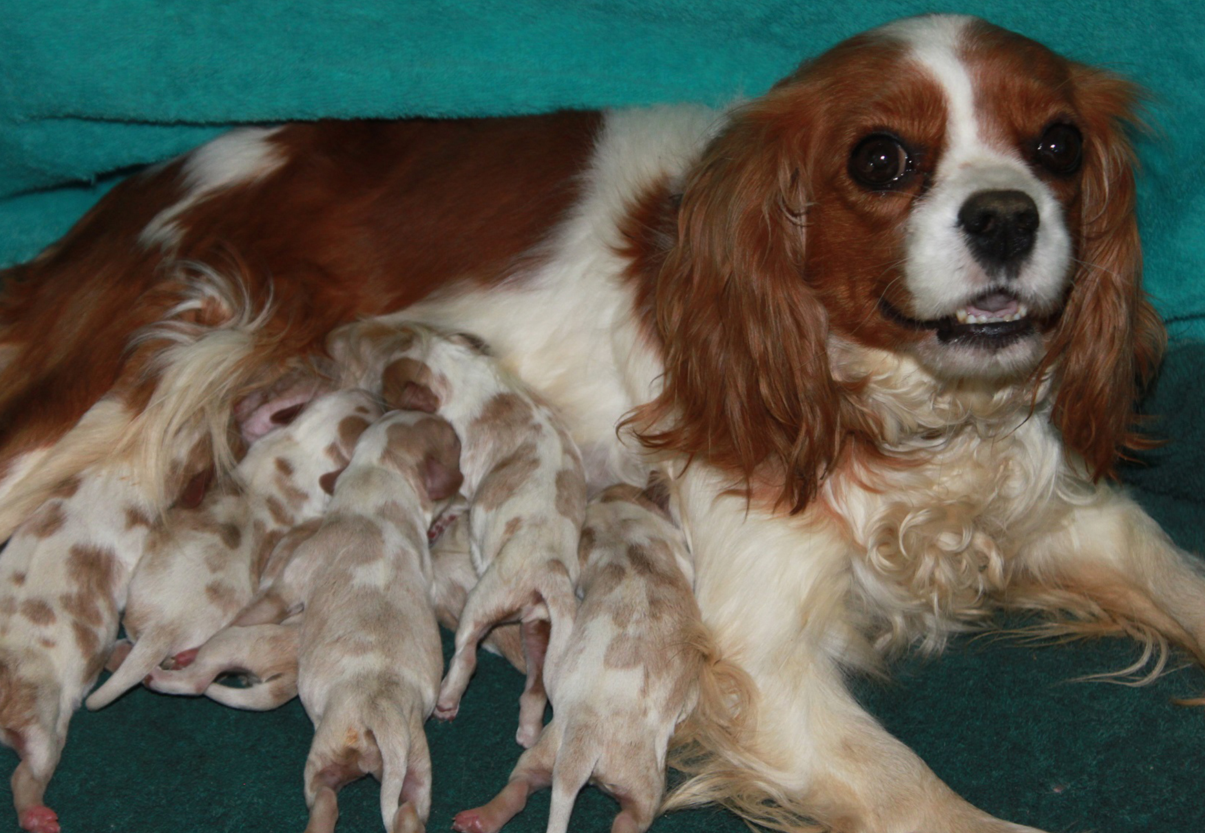 cagnolina allatta cuccioli