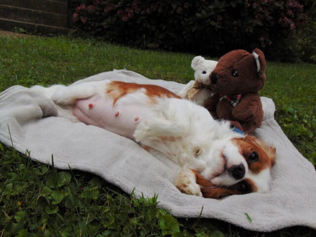 Gestazione del Cavalier King: aspettative, cuccioli e momento del parto