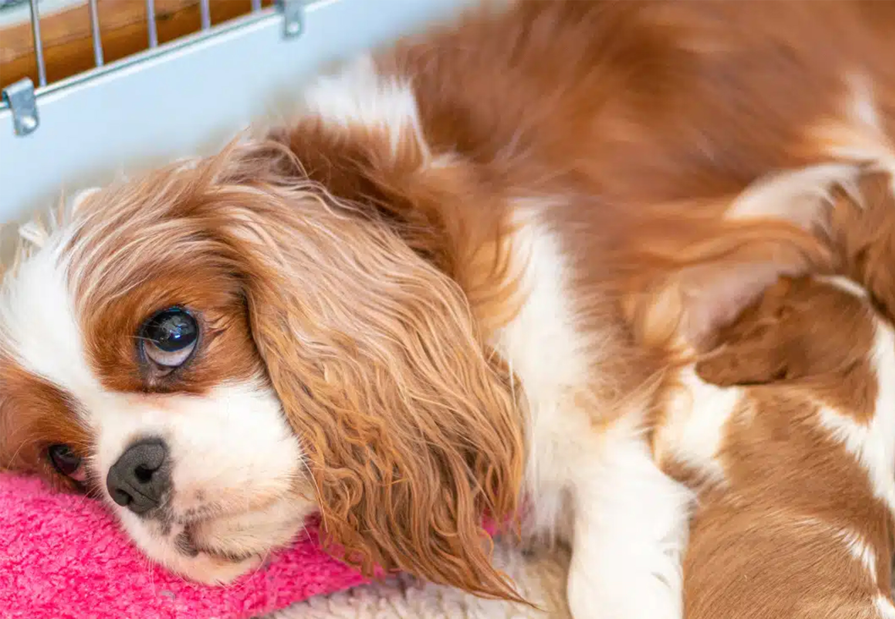 cagnolina allatta i suoi piccoli