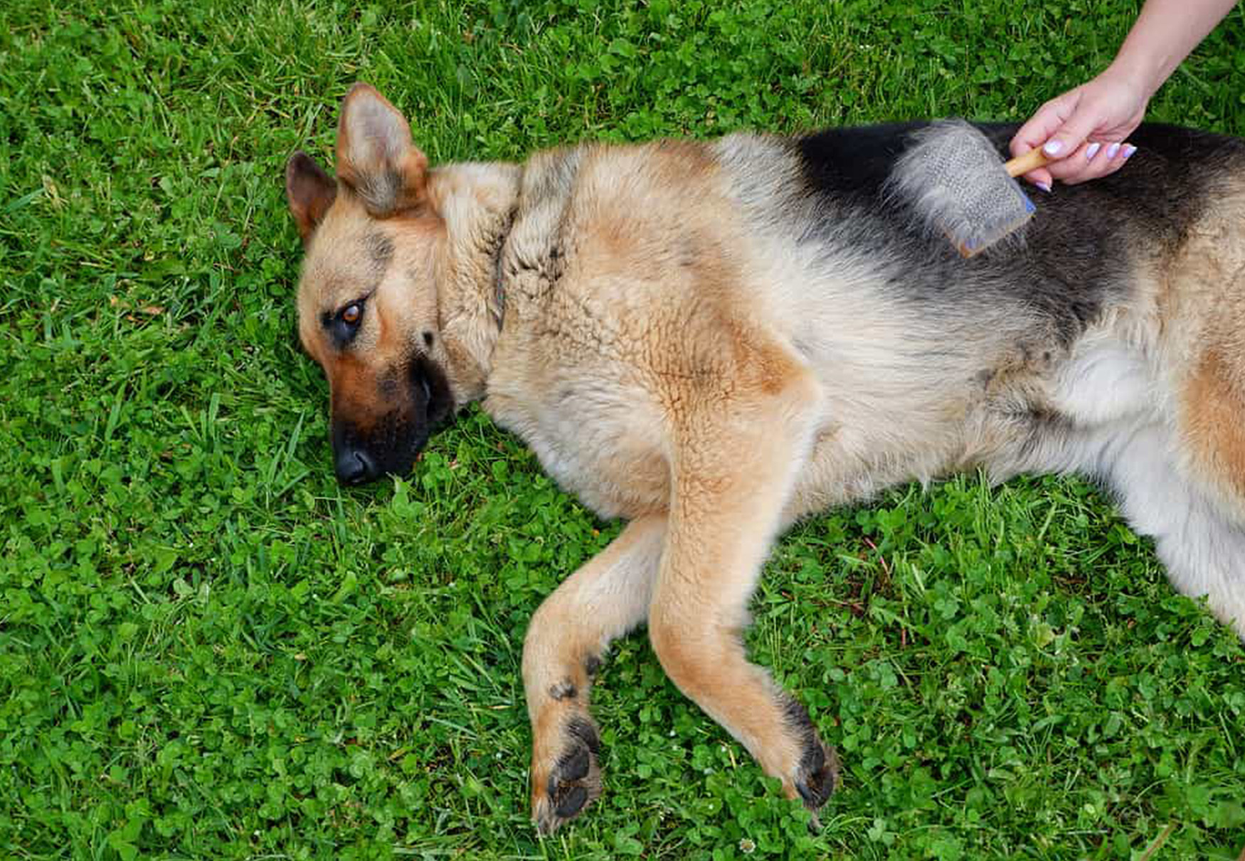 spazzolare cane pastore tedesco