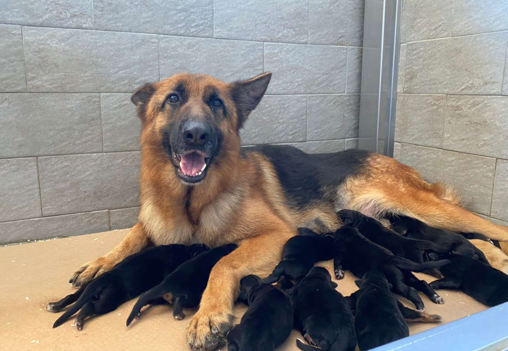 cane allatta cuccioli