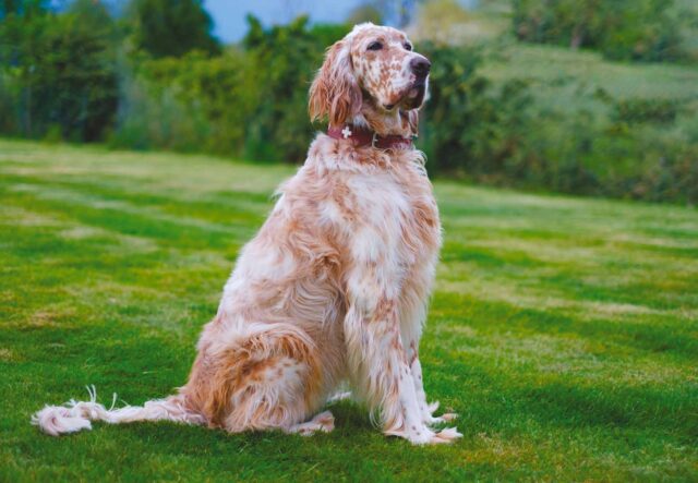 Gestazione del Setter Inglese: aspettative, cuccioli e momento del parto