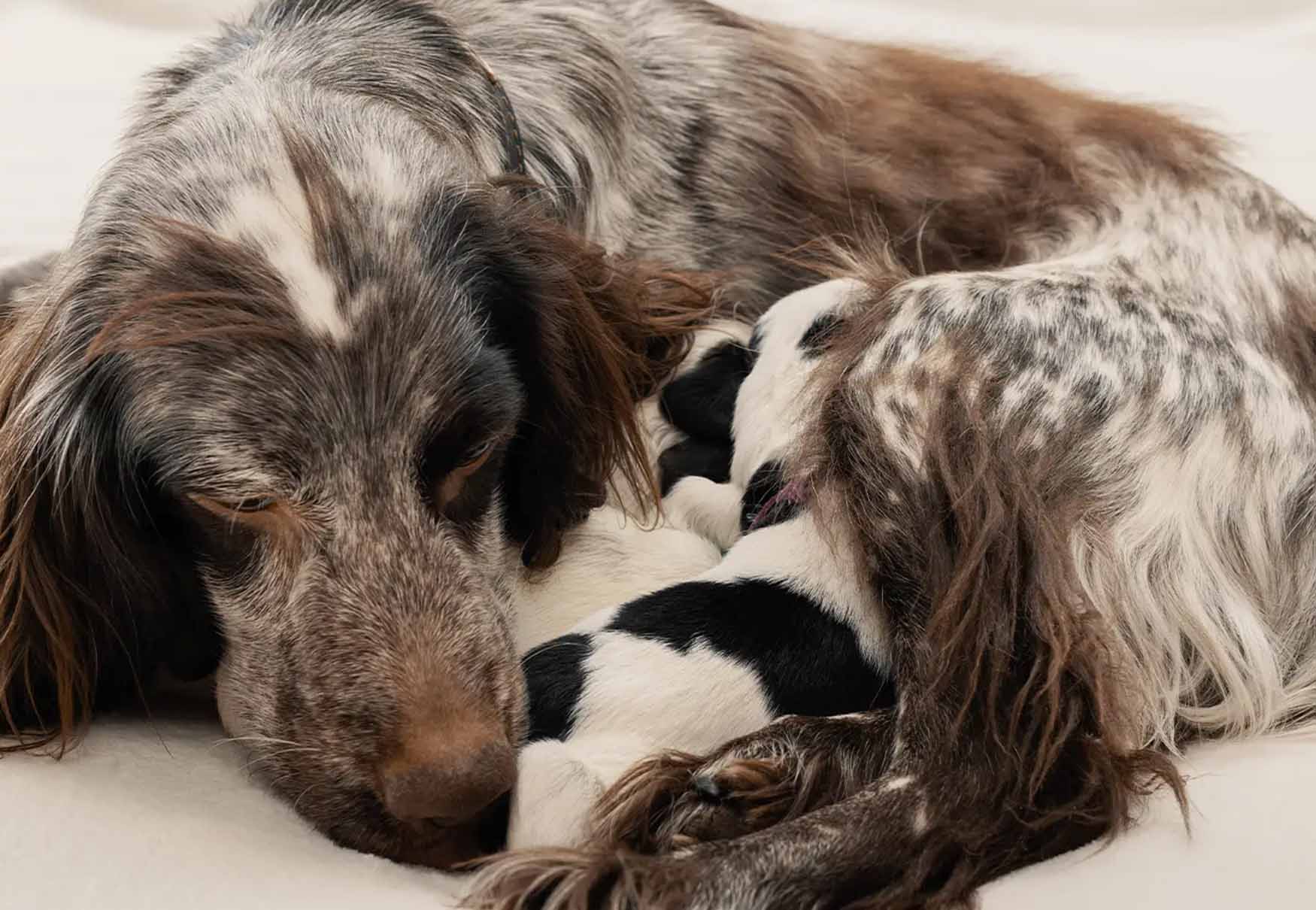 cane con cuccioli