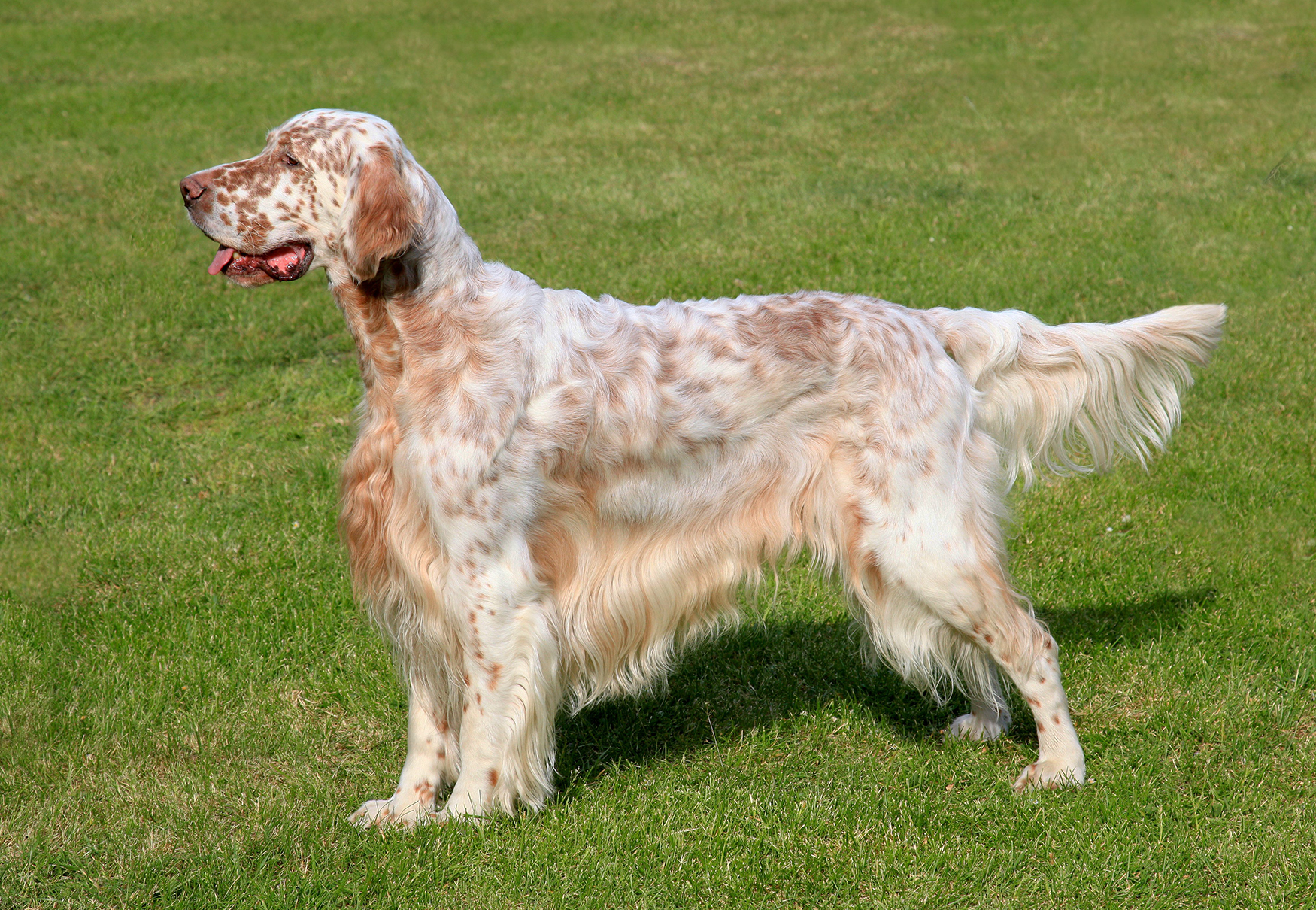 cane setter inglese al parco