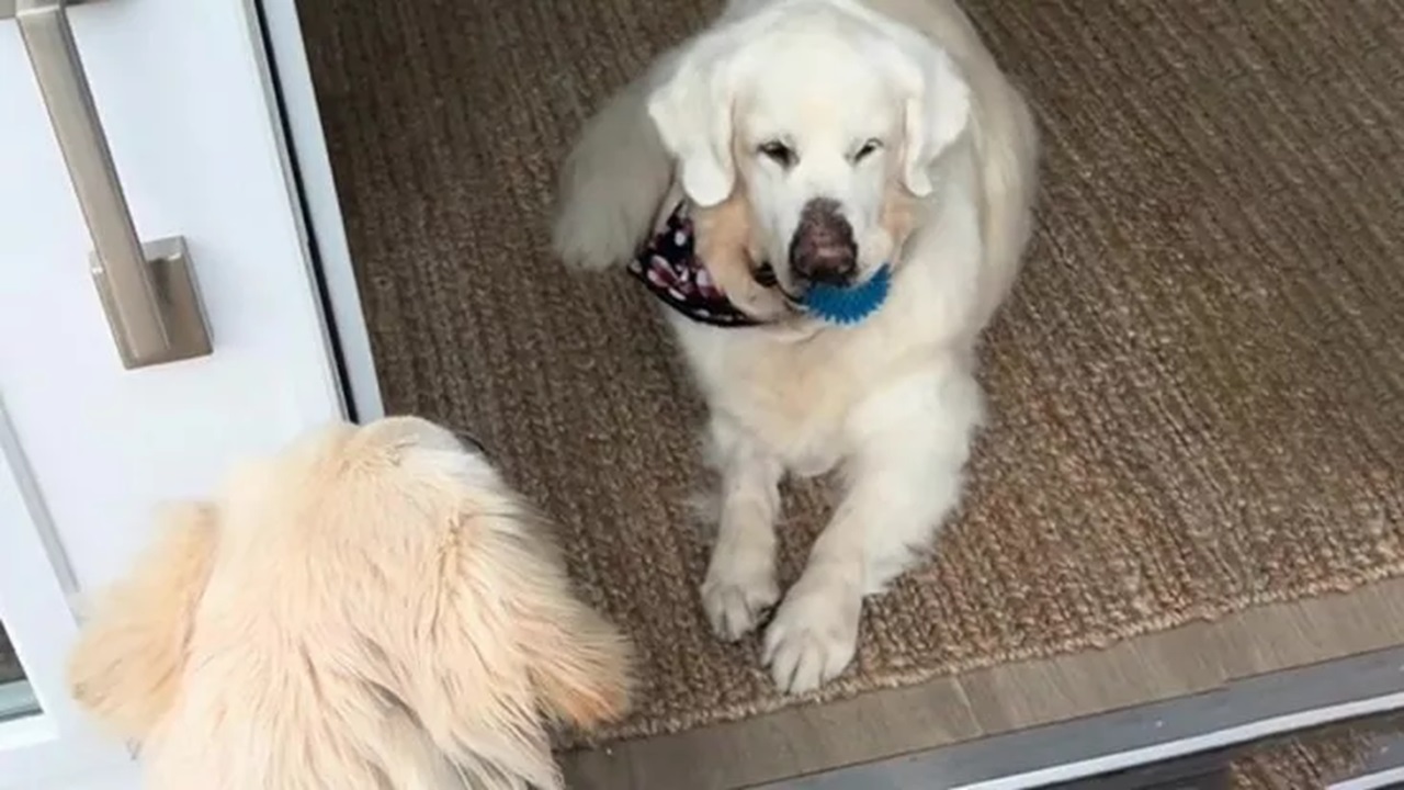 Golden Retriever ignora il cucciolo