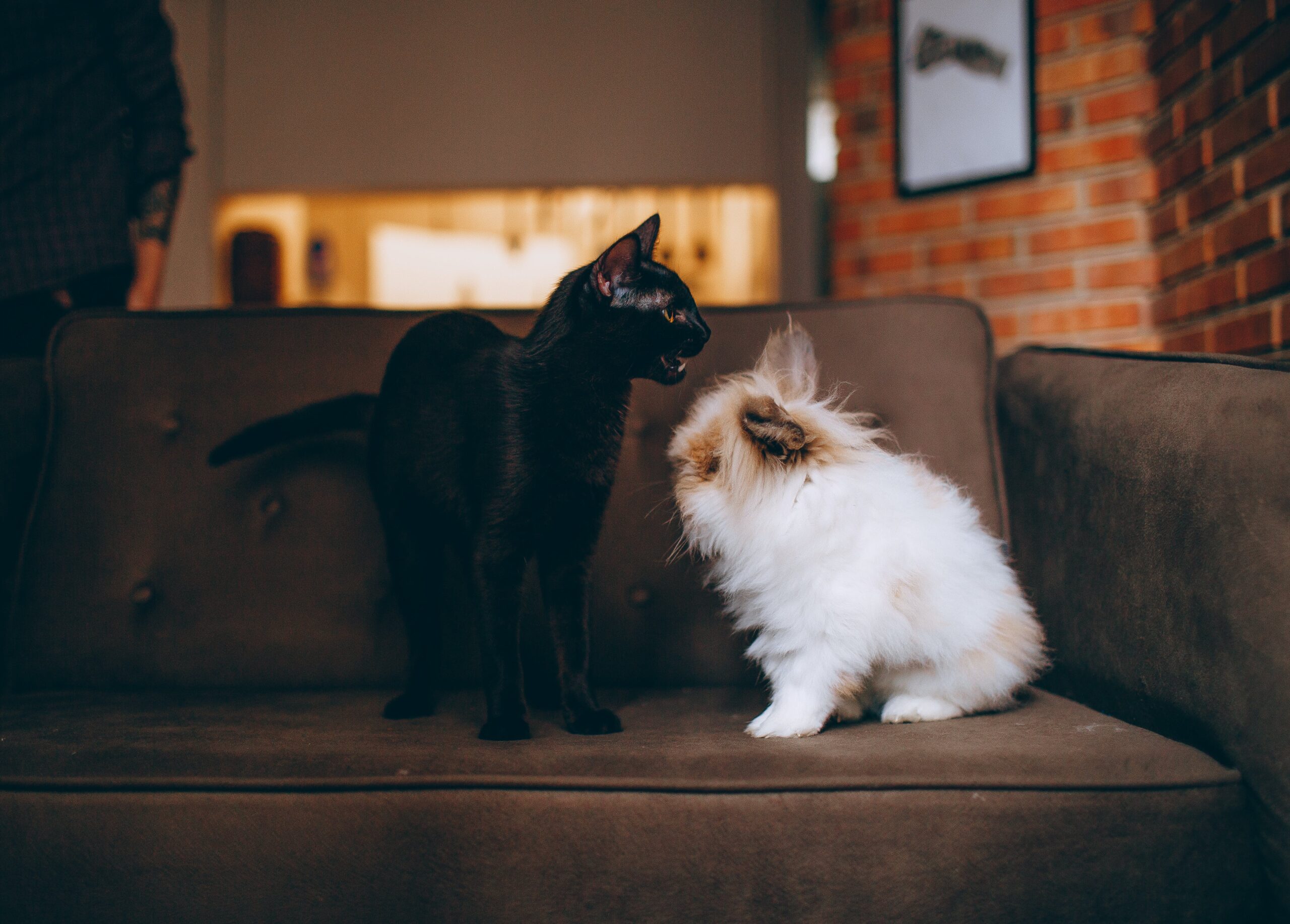gatto e cane sul divano