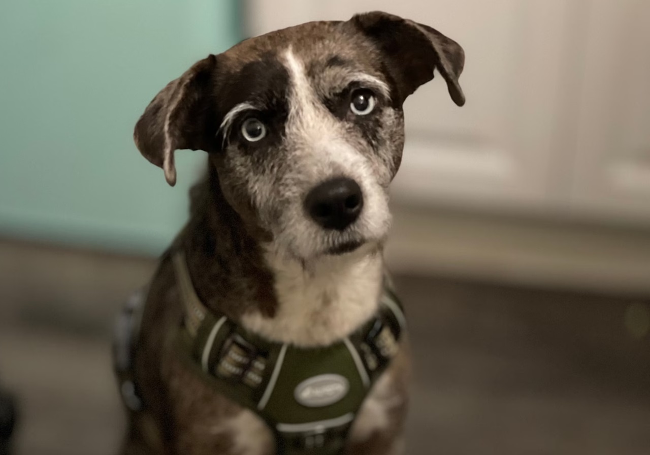 Cane trovato da Kelly Olynyk