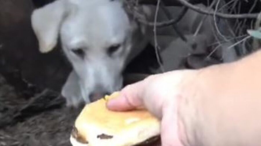 un Labrador randagio