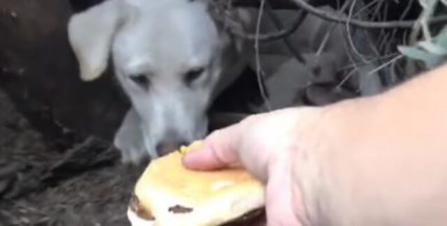 I soccorritori le hanno provate tutte pur di salvare questo Labrador randagio e i suoi amati cuccioli