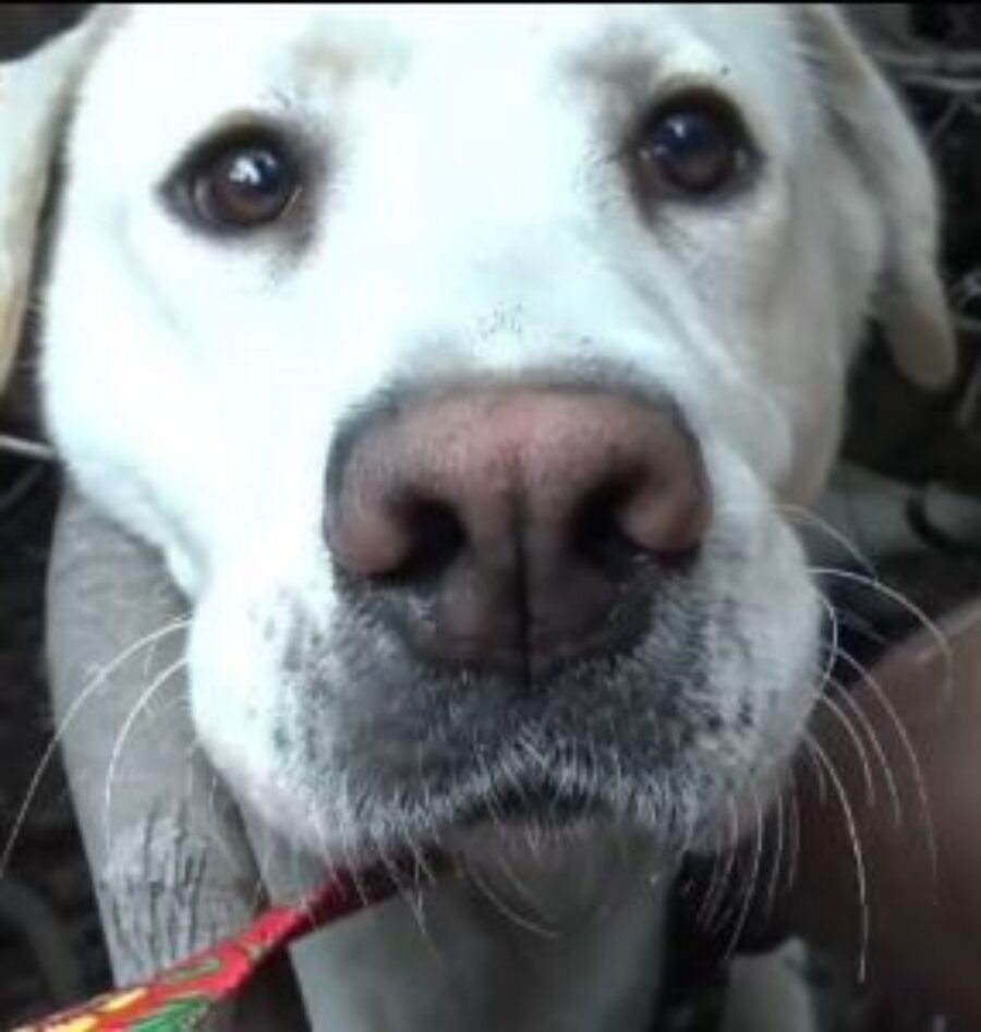 un Labrador Retriever