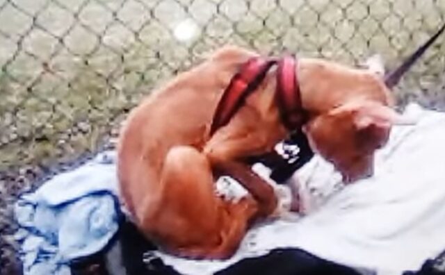 L’hanno legata a un recinto e l’hanno lasciata lì a soffrire la fame: la cagnolina non riusciva nemmeno più ad alzare la testa (VIDEO)