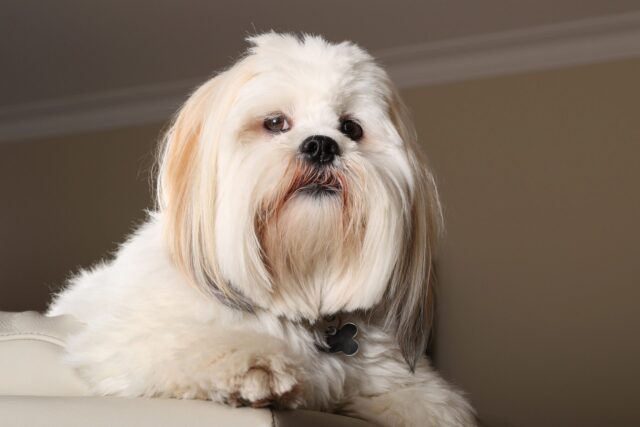 Lhasa Apso: tutte le curiosità su questo cane piccolo ma resistente