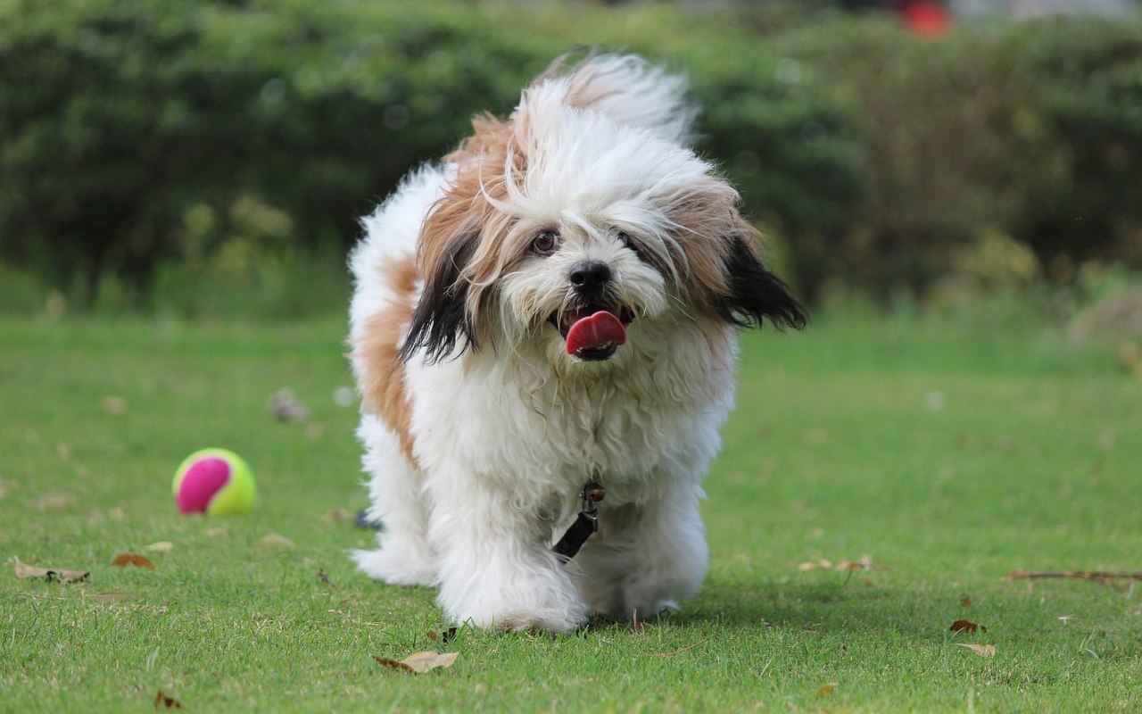 cane che gioca con la pallina
