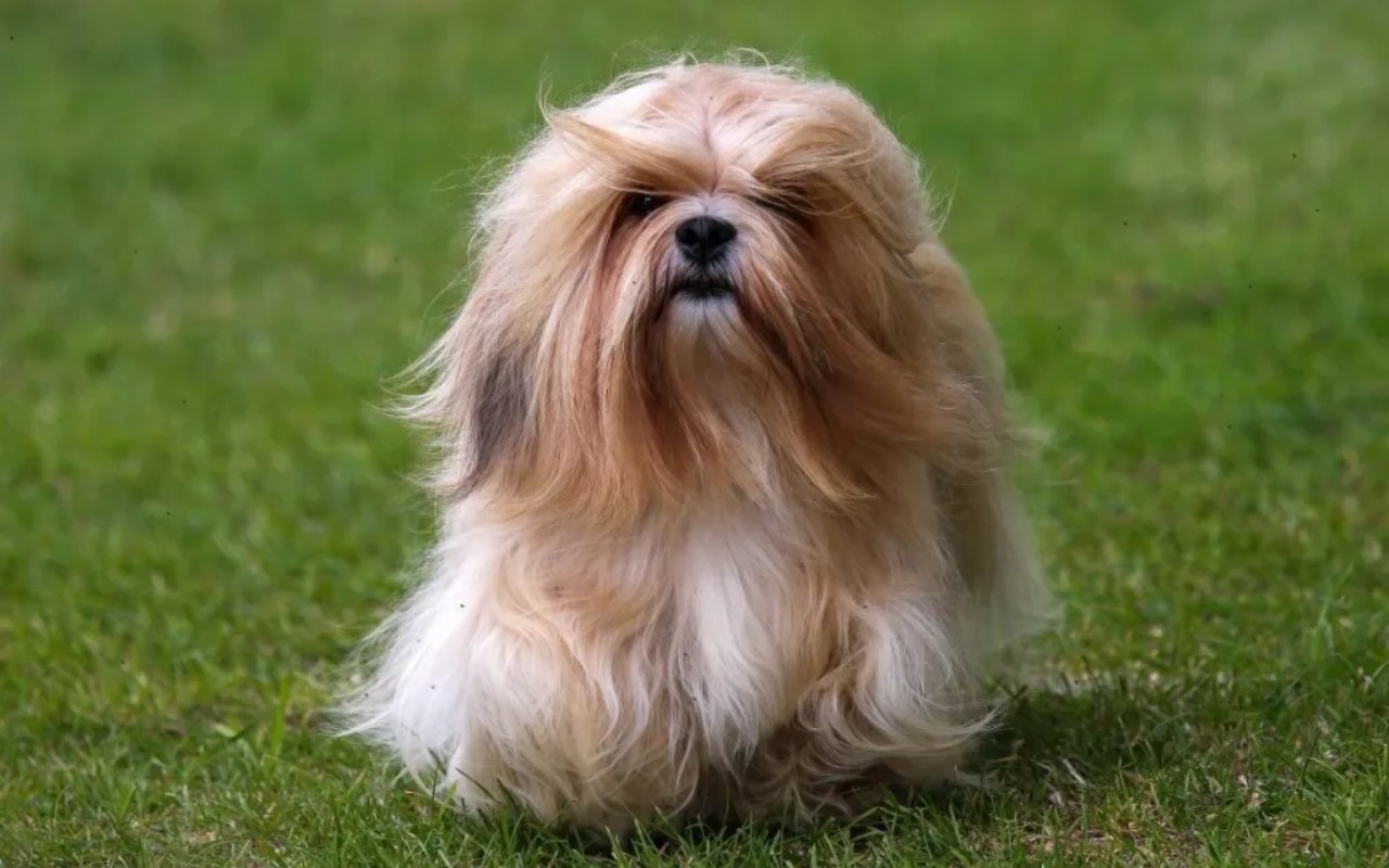 cagnolino a pelo lungo