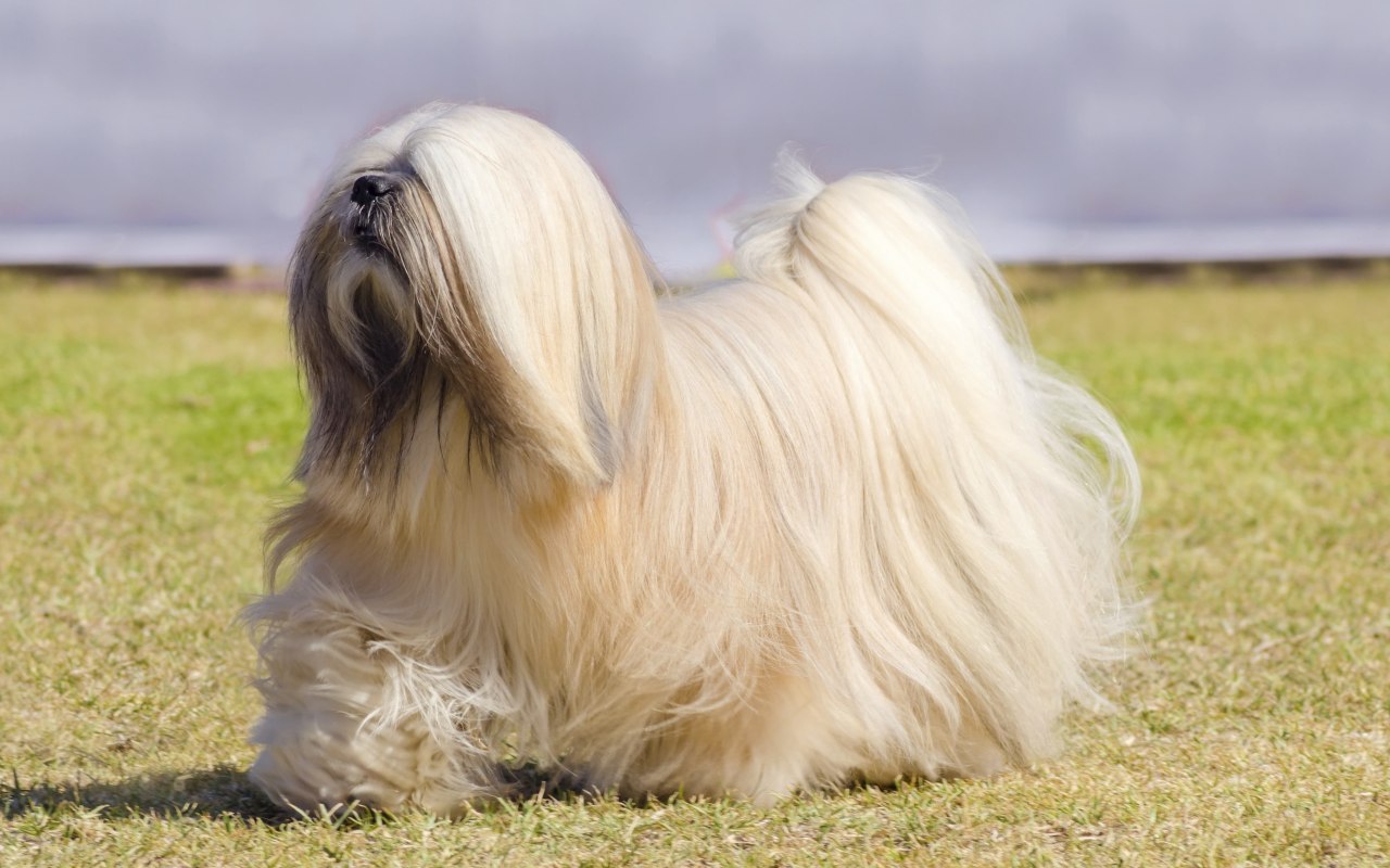 cane col pelo lungo
