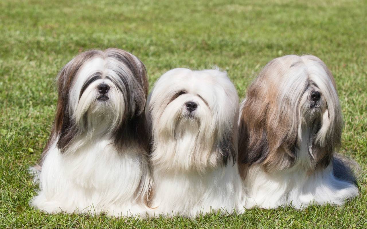 cagnolini al parco