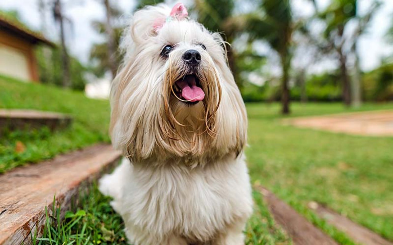 cagnolino su una panchina