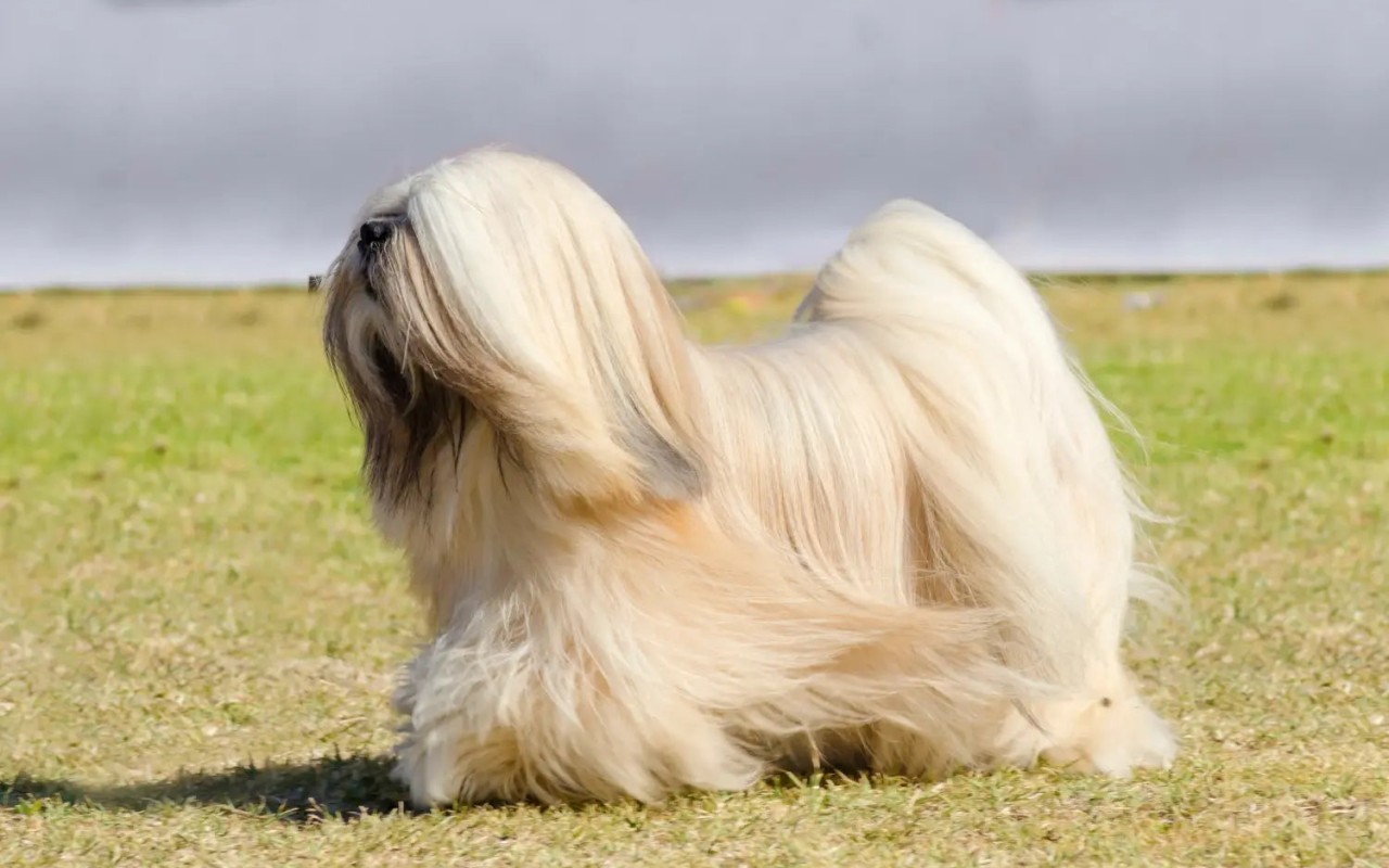 cane sul prato