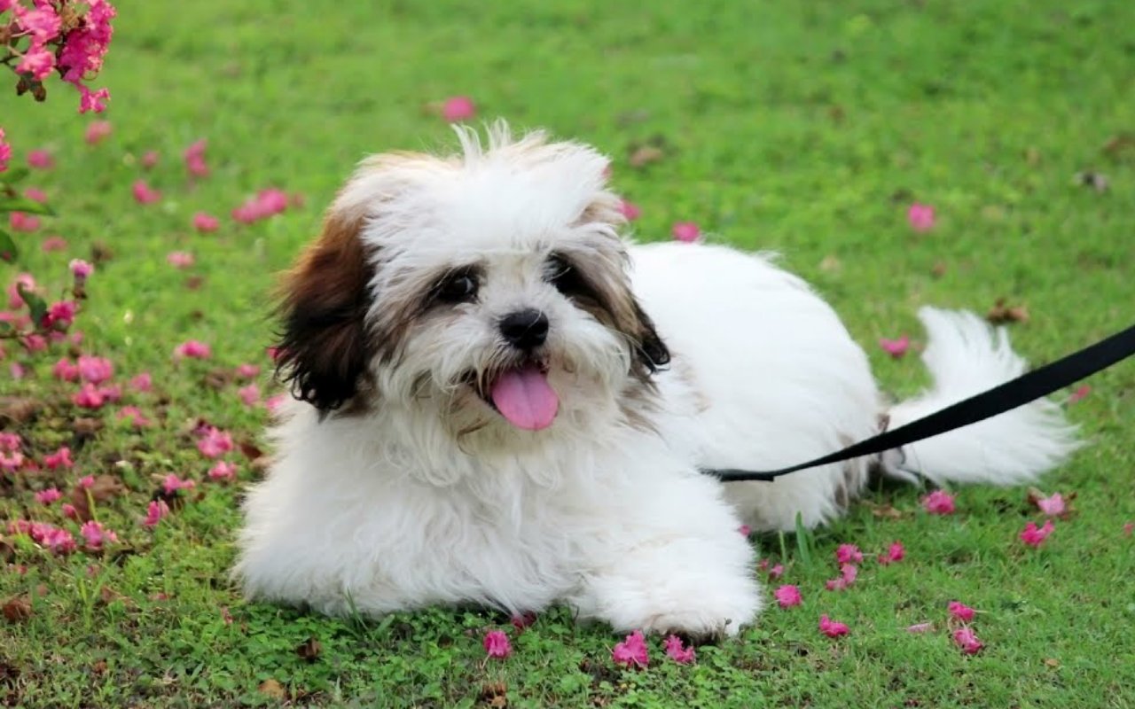 cagnolino al guinzaglio