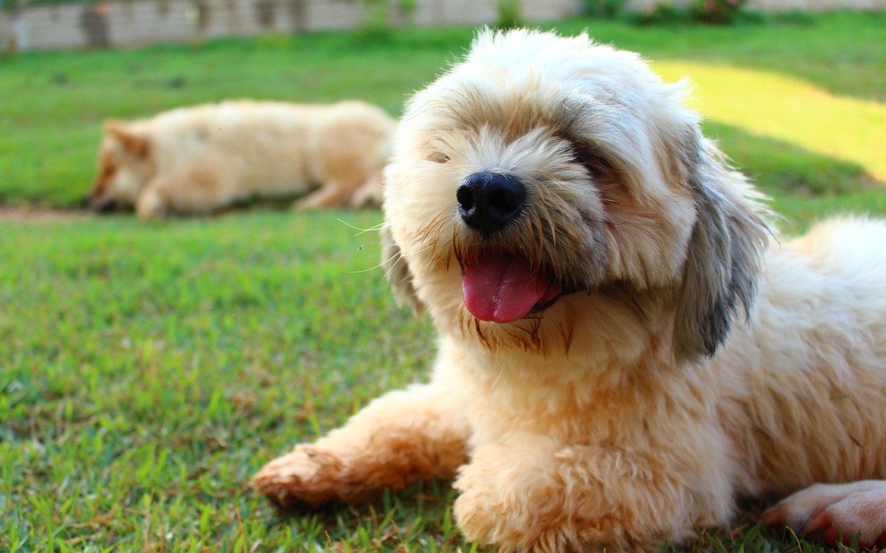 cagnolino sul prato