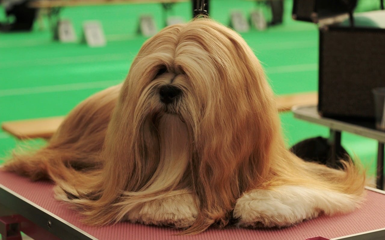 cane a pelo lungo