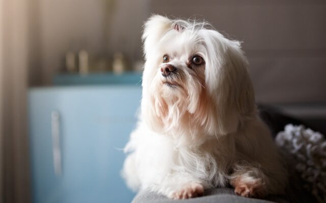 Lhasa Apso, cane tibetano: tutti i suoi segreti e le sue particolarità