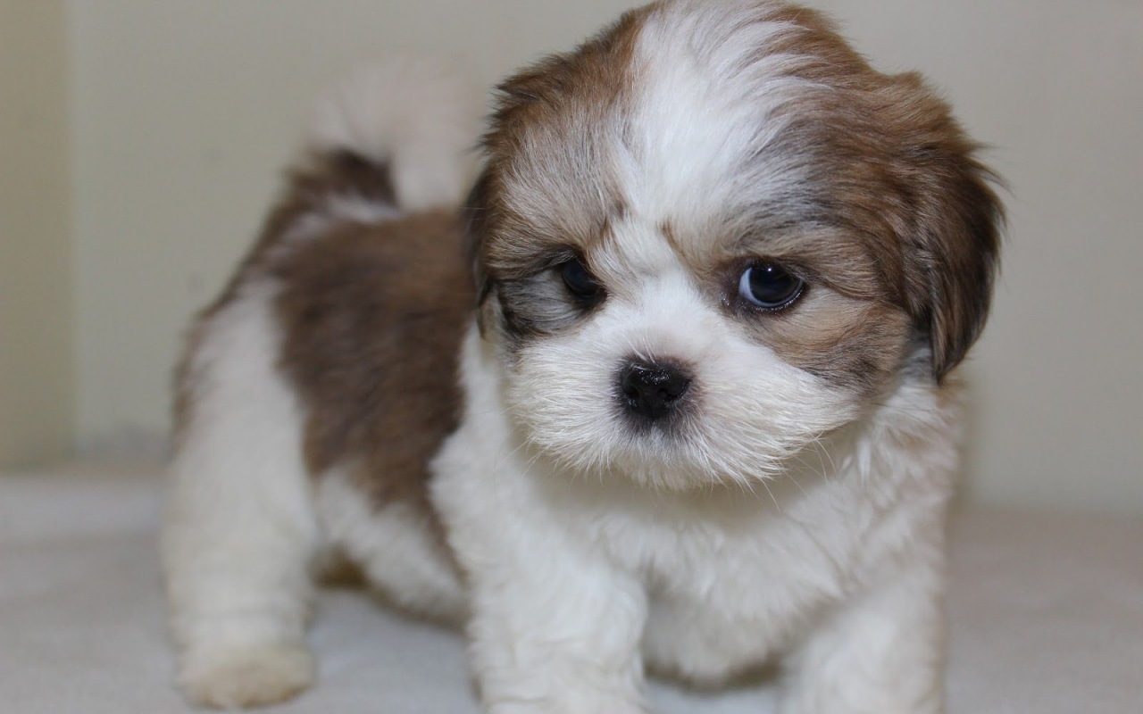 cagnolino piccolo