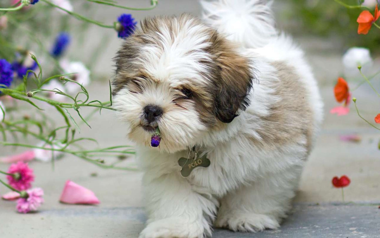 cagnolino tra i fiori