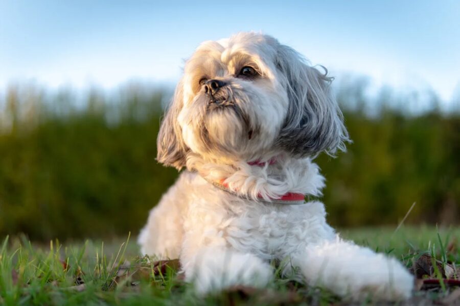 Lhasa Apso, training: tutto sull’addestramento e sugli sport da fargli fare