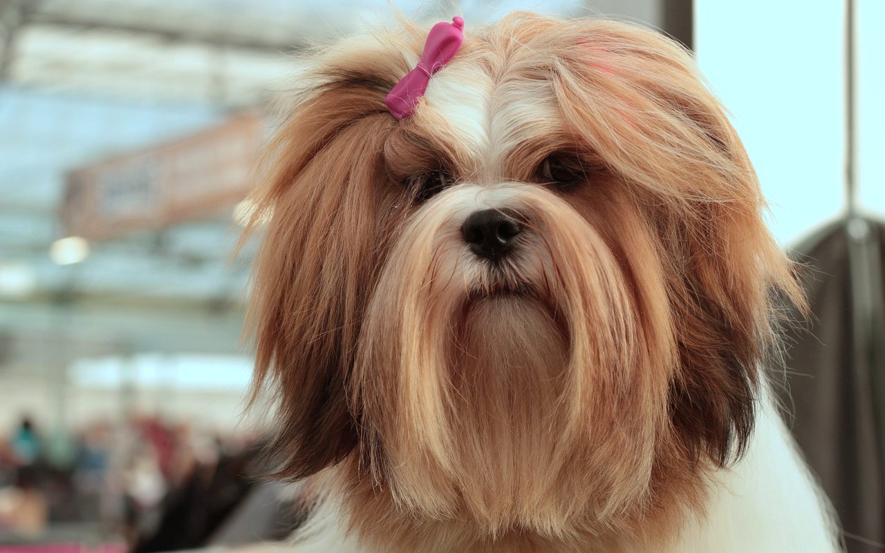 cagnolino col fiocchetto