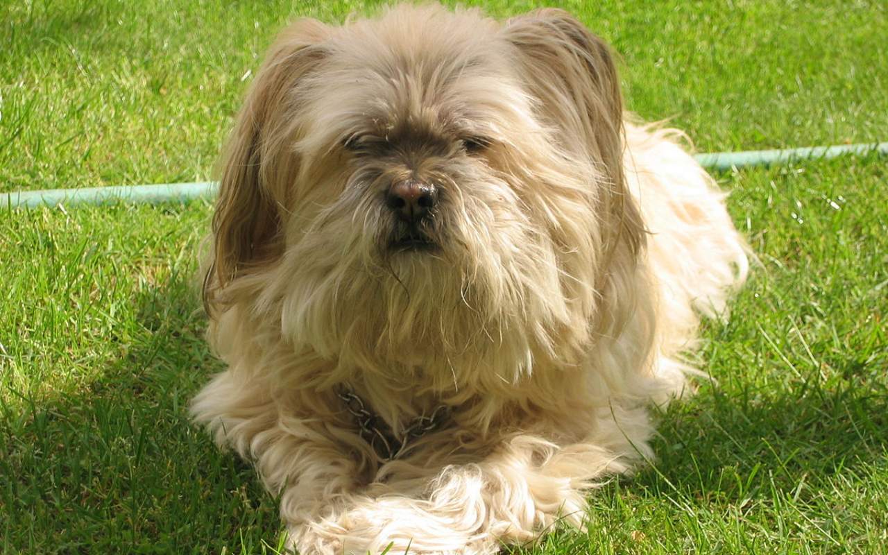 cagnolino sul prato