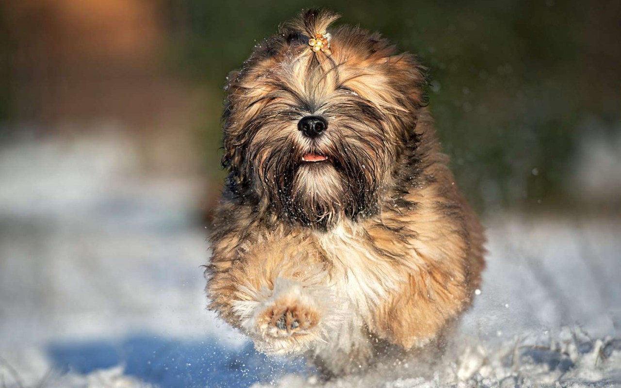 cagnolino che corre sulla neve