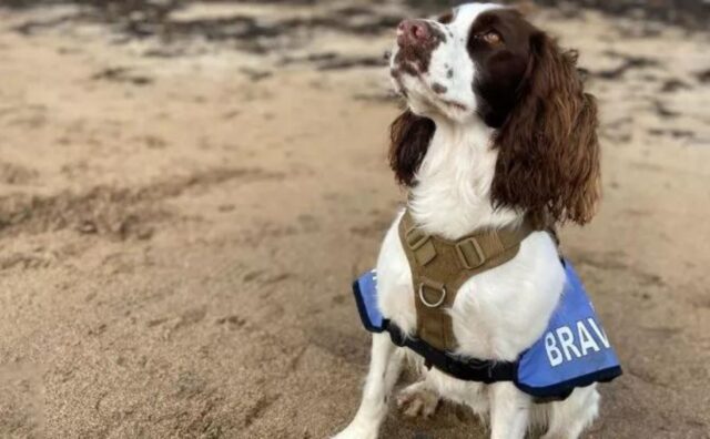 Malato di tumore, quest’uomo confessa: “Il mio cane mi è stato vicino e mi ha salvato”