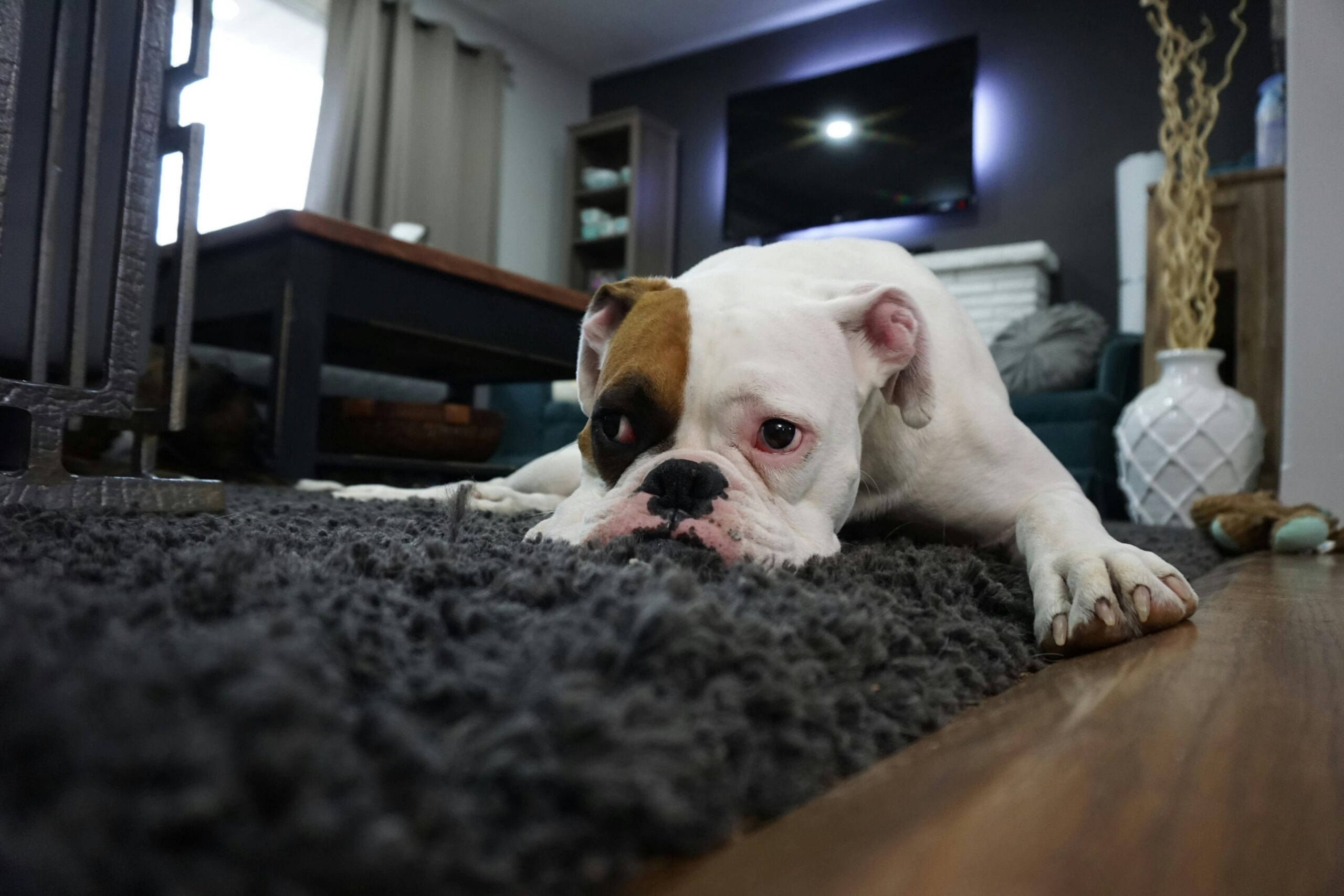 cane sul tappeto