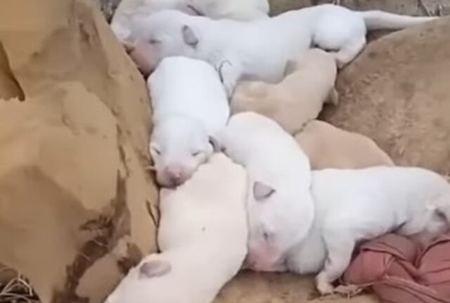 Mamma cagnolina non si è nutrita per settimane, ma ha fatto di tutto per tenere al sicuro i suoi cuccioli