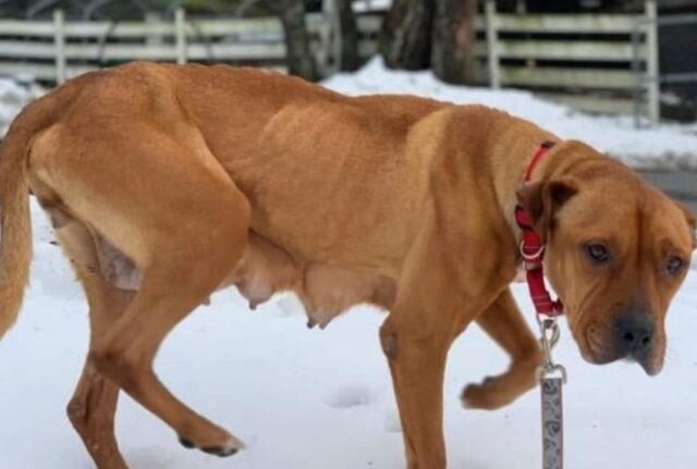 Pur di far stare bene i suoi cuccioli, la cagnolina ha continuato a nutrirli e a tenerli caldi nonostante il freddo