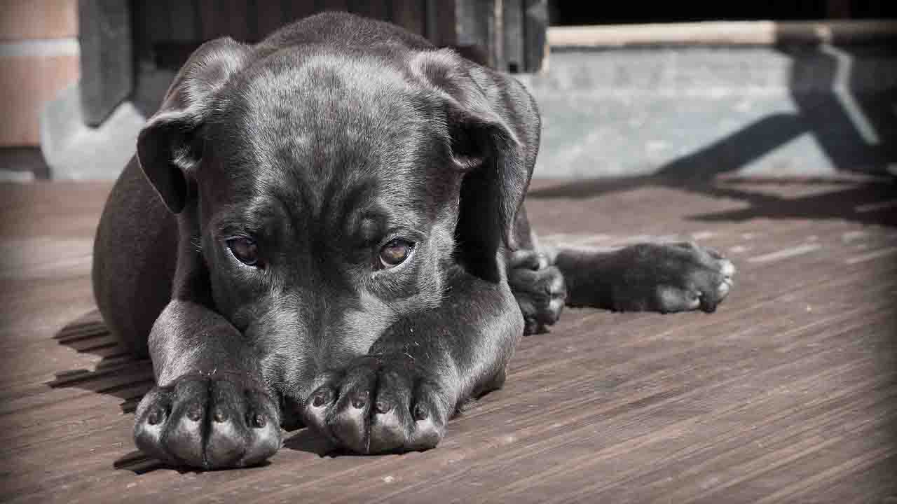 Cane dallo sguardo preoccupato