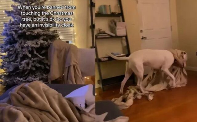 Il cane ha deciso di usare un “mantello dell’invisibilità” per toccare tutti gli oggetti proibiti (VIDEO)