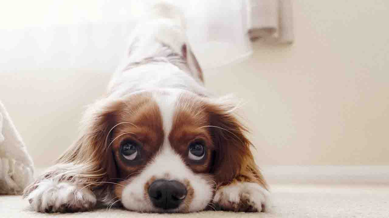 Cocker Spaniel con lo sguardo colpevole