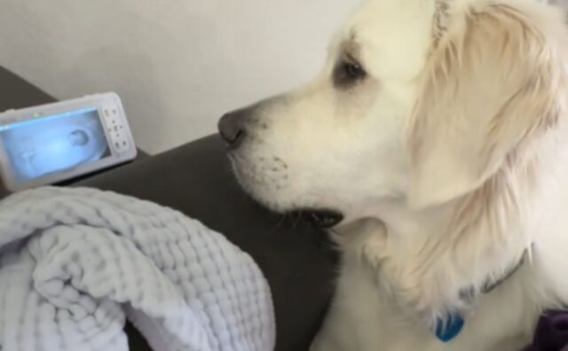 No, non c’è niente di più carino di questo Golden Retriever che guarda il neonato sul baby monitor (VIDEO)