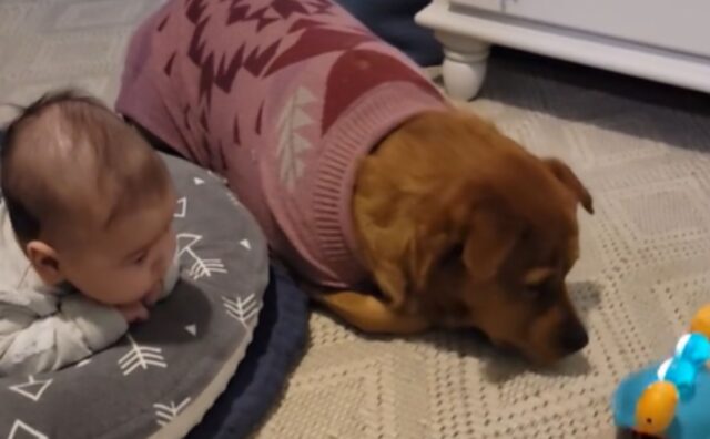 Il cane si impegna a “proteggere” il fratellino umano dal nuovo giocattolo e la scena è tutta da ridere (VIDEO)